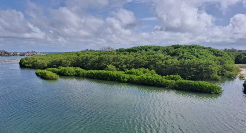 Ferramenta científica transforma dados complexos do solo de manguezais em número único para gestores ambientais