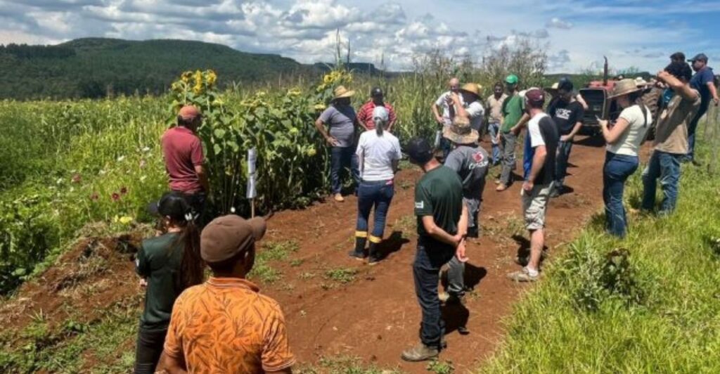 Sistema de plantio direto transforma produção de hortaliças e corta gastos com insumos no Planalto Catarinense