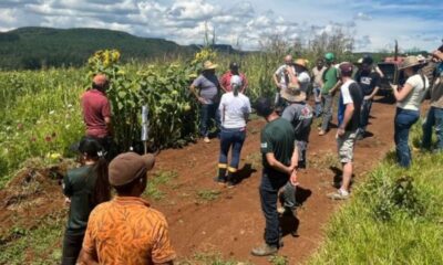 Sistema de plantio direto transforma produção de hortaliças e corta gastos com insumos no Planalto Catarinense