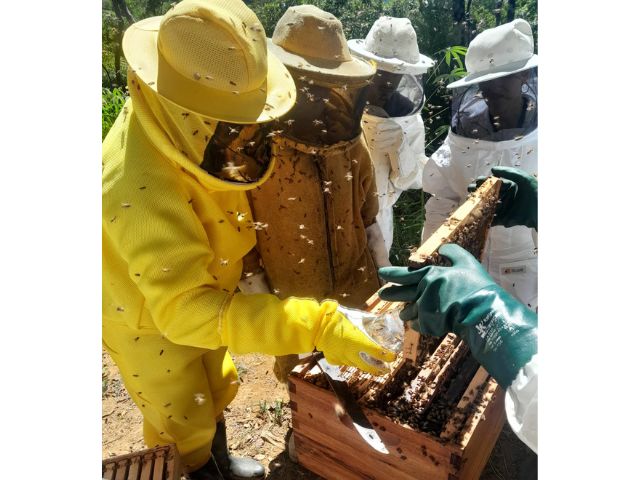 Santa Catarina instala URTs apícolas e aposta na qualificação para manter liderança em produtividade de mel