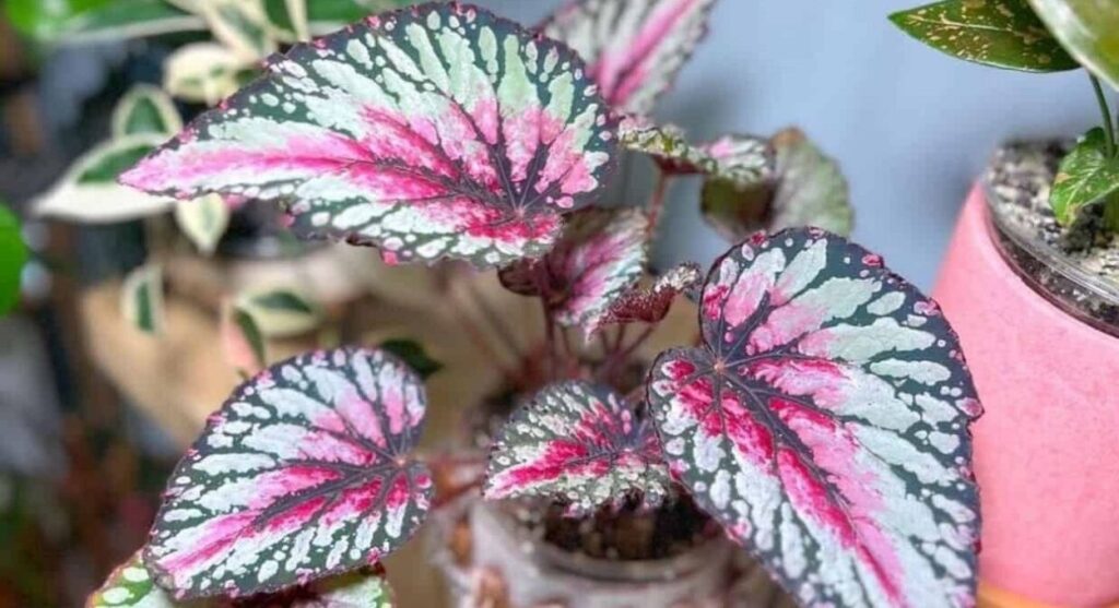 Begônia Rex: a planta que transforma qualquer canto interno em jardim vivo