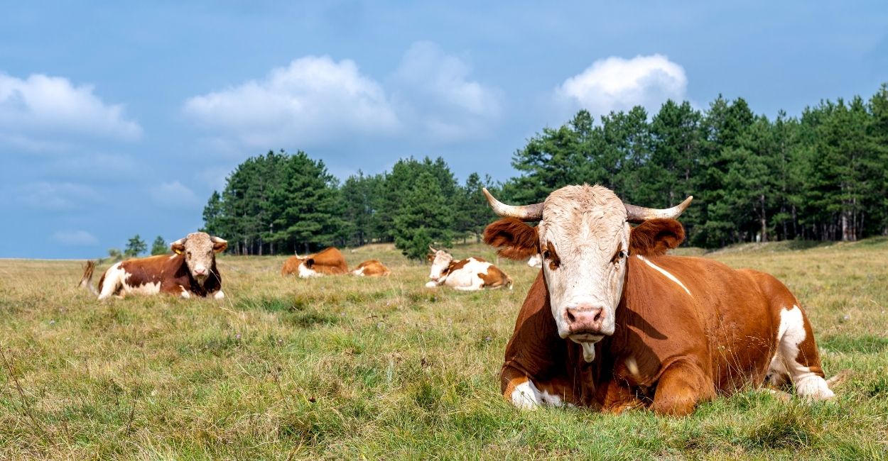 Pecuária de corte mira produtividade real: programa da USP une genômica e gestão para acelerar ganhos no campo