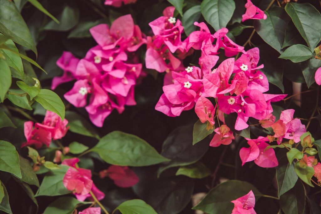 Bougainvillea não perdoa descuido — e é por isso que ela é tão especial