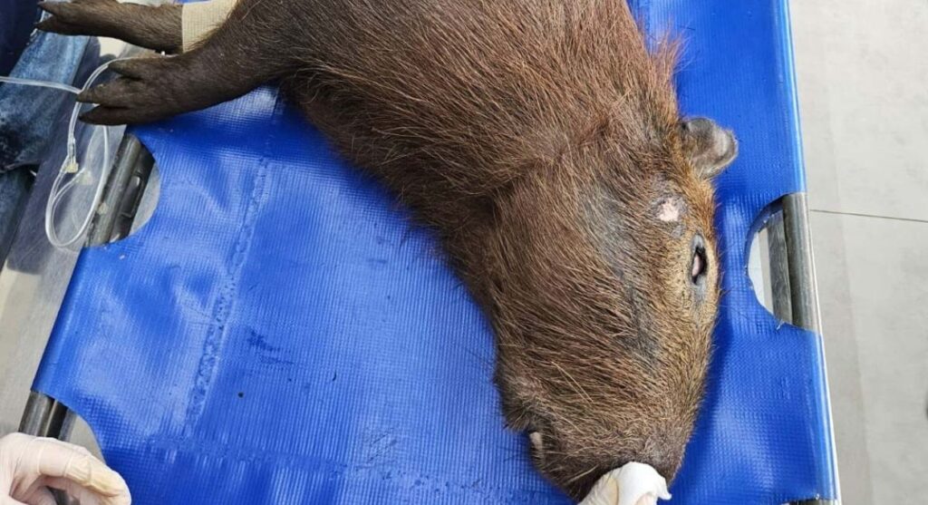 Capivara atropelada no Sudoeste do Paraná recebe tratamento e volta à natureza pelo IAT