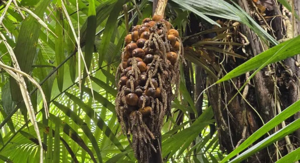 Murumuru sai da margem dos açaizais e entra na cadeia de cosméticos com R$ 40 o quilo e impacto direto em 200 famílias no Pará