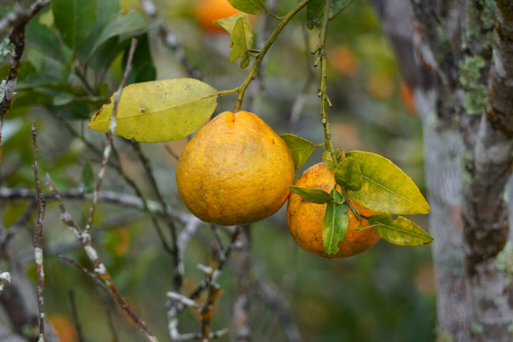 Adapar torna obrigatório o manejo do Greening e endurece regras para citricultura no Paraná