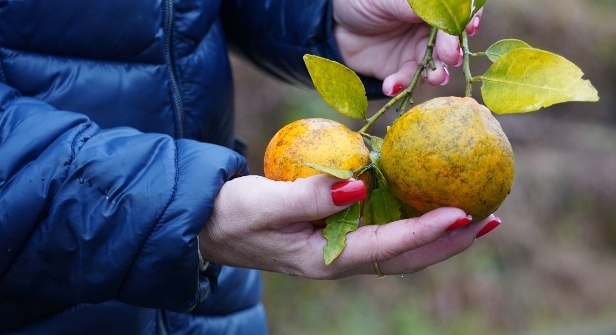 Foto: Pablo Henrique Aqsenen/Adapar
