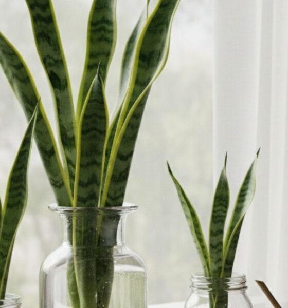 Como cultivar Espada de São Jorge na água e nunca mais se preocupar com rega