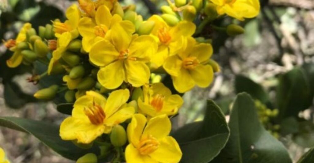 Ciclo reprodutivo do Cerrado encolhe com as mudanças climáticas, e as abelhas são as primeiras a sentir Monitoramento de 15 anos realizado pela