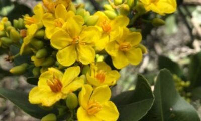 Ciclo reprodutivo do Cerrado encolhe com as mudanças climáticas, e as abelhas são as primeiras a sentir Monitoramento de 15 anos realizado pela