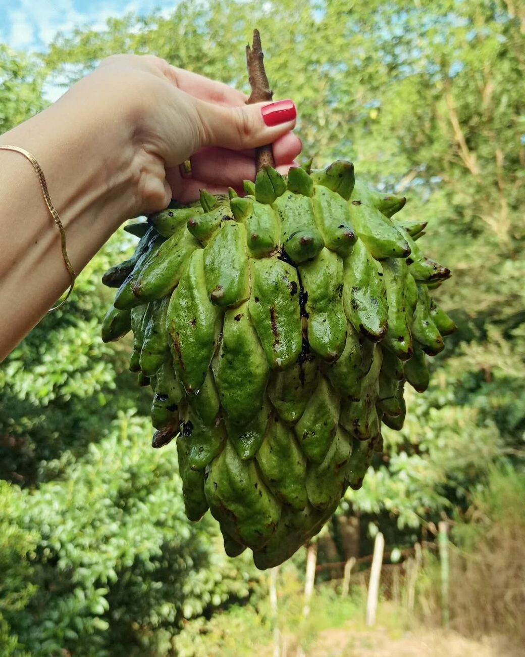Fruta-do-conde na janela certa: o que a pinha oferece ao metabolismo, ao intestino e à imunidade antes do fim da safra em abril