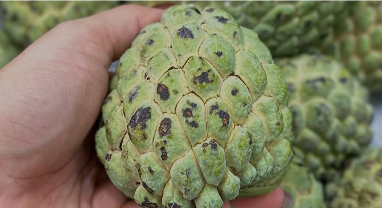 Fruta-do-conde na janela certa: o que a pinha oferece ao metabolismo, ao intestino e à imunidade antes do fim da safra em abril