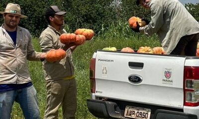 Abóbora gera R$ 106,5 milhões no Paraná e prova que a horticultura sustenta renda onde o grão não chega