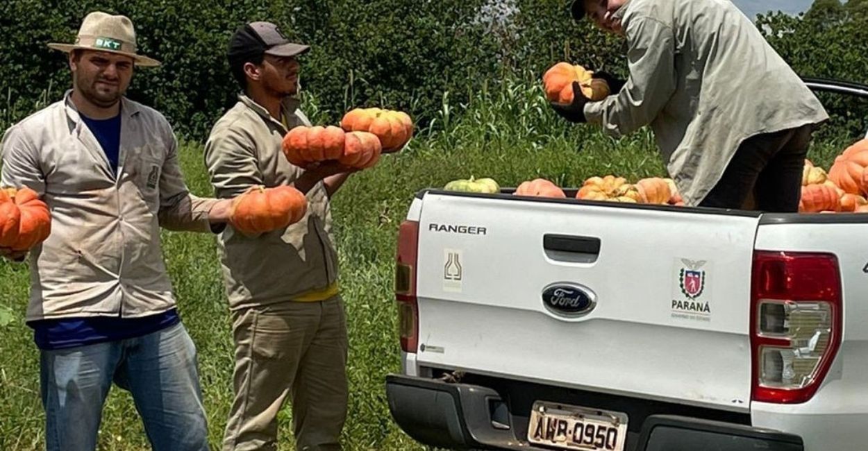 Abóbora gera R$ 106,5 milhões no Paraná e prova que a horticultura sustenta renda onde o grão não chega