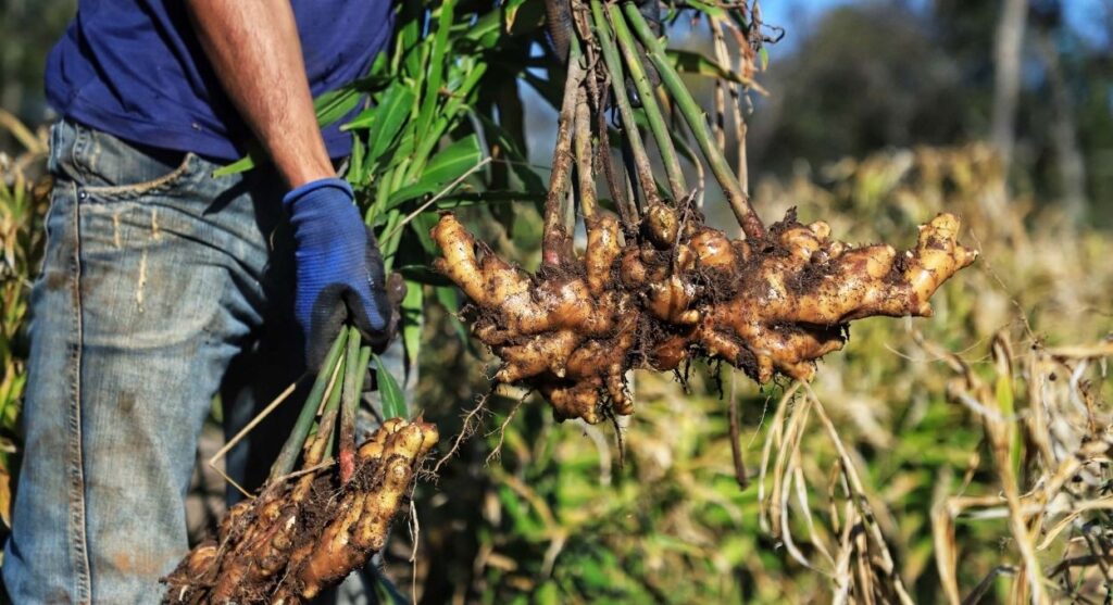 Curitiba recebe cúpula nacional da extensão rural: IDR-PR apresenta modelo paranaense como referência para o campo brasileiro