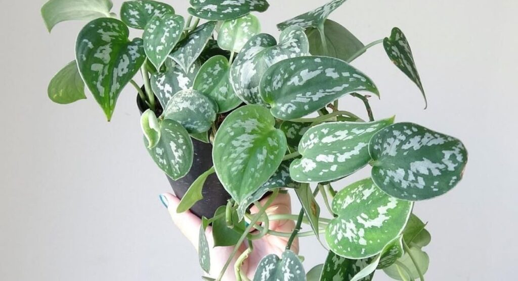 A jibóia-prateada não perdoa descuido com o substrato — e esse é o erro que mais vejo