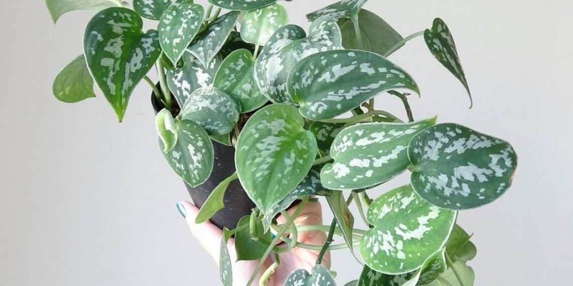 A jibóia-prateada não perdoa descuido com o substrato — e esse é o erro que mais vejo