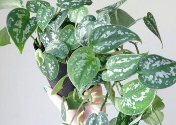 A jibóia-prateada não perdoa descuido com o substrato — e esse é o erro que mais vejo