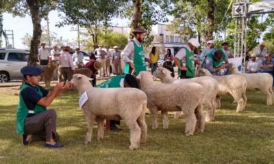 Feiras de ovinos no Rio Grande do Sul somam R$ 5,07 milhões e apontam expansão do setor