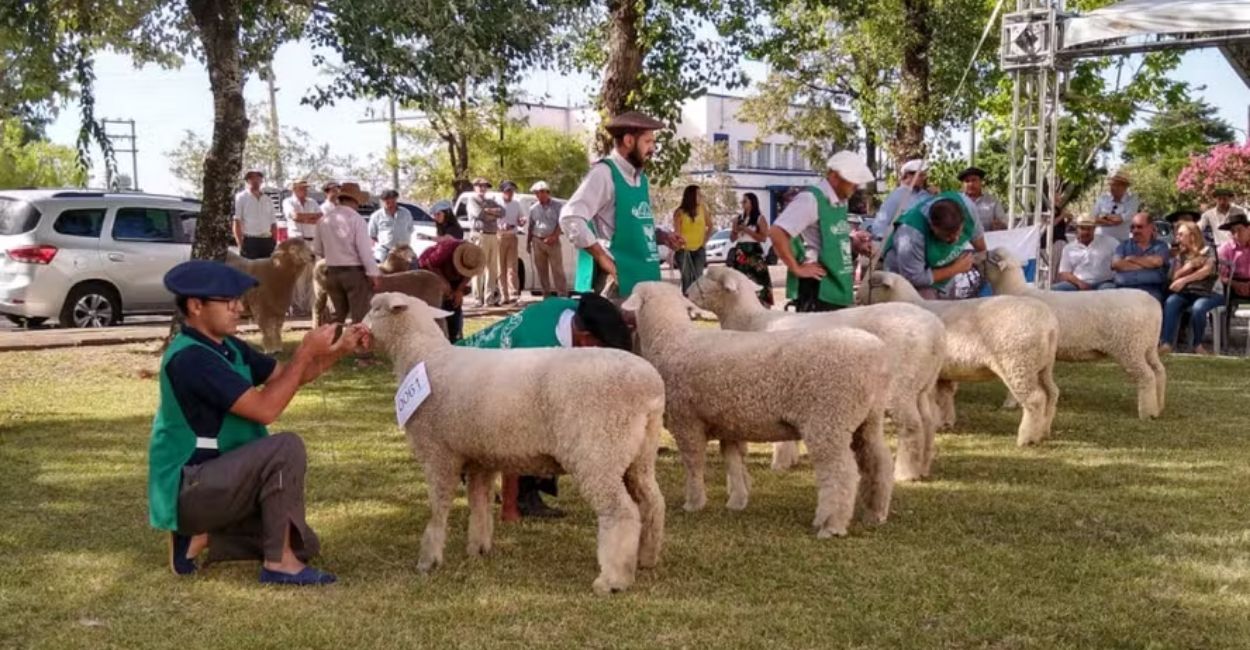 Feiras de ovinos no Rio Grande do Sul somam R$ 5,07 milhões e apontam expansão do setor