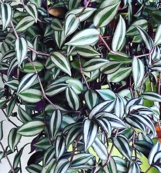 Pode? Sim. O Lambari Roxo vai bem dentro de casa e fica ainda mais bonito