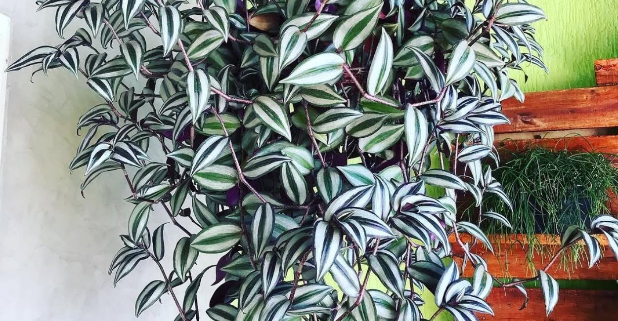 Pode? Sim. O Lambari Roxo vai bem dentro de casa e fica ainda mais bonito