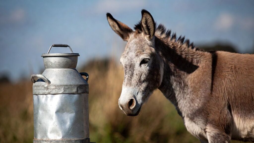 Leite de jumenta: o lácteo de R$ 300 o litro que divide especialistas no Brasil