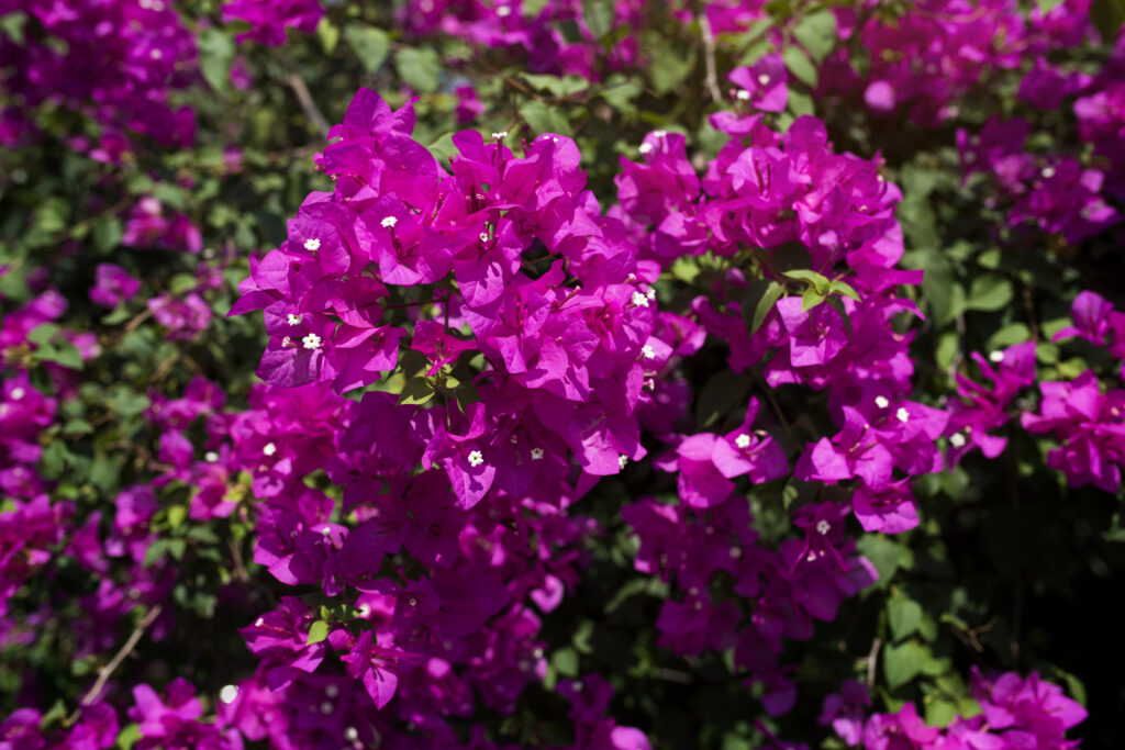 Bougainvillea não perdoa descuido — e é por isso que ela é tão especial