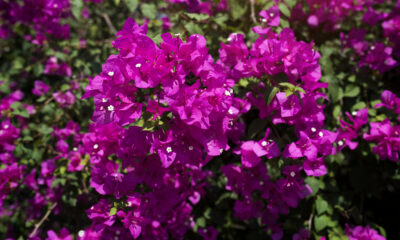 Bougainvillea não perdoa descuido — e é por isso que ela é tão especial