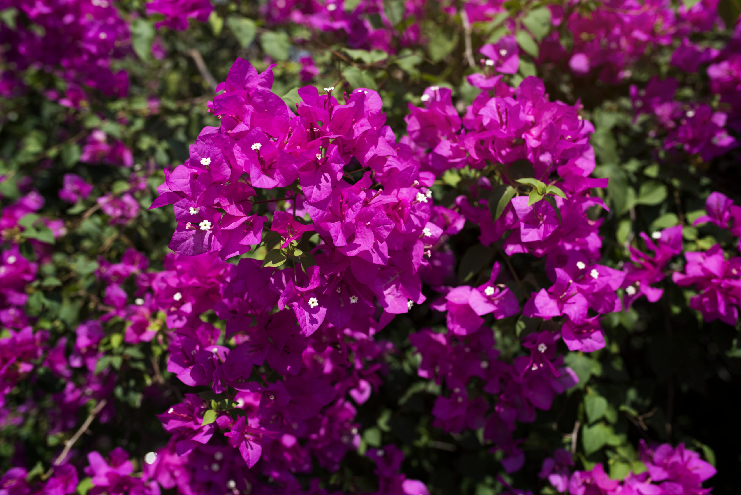 Bougainvillea não perdoa descuido — e é por isso que ela é tão especial