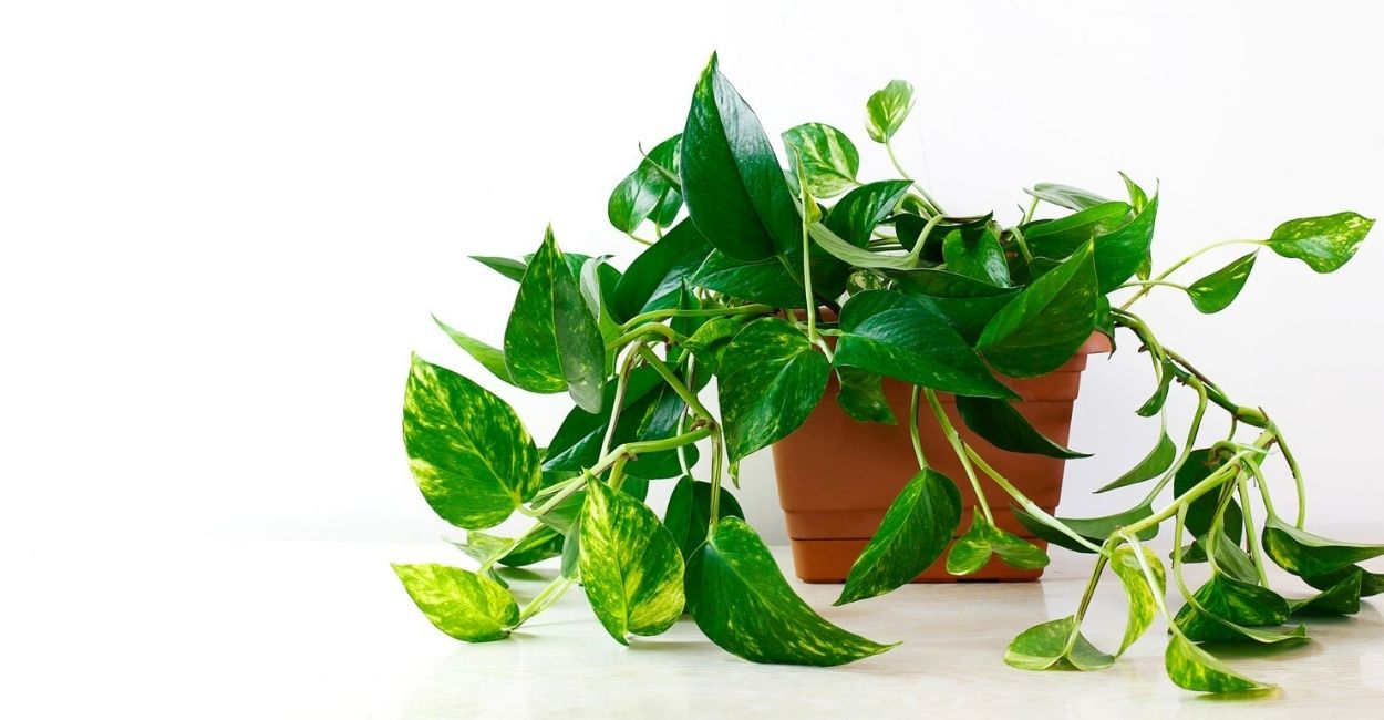 Jiboia: a planta resistente que transforma qualquer ambiente