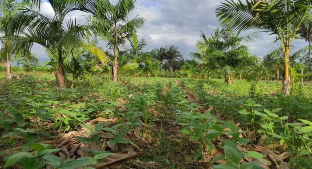 Embrapa e TIM Brasil constroem a maior aposta tecnológica da bioeconomia amazônica em 2025