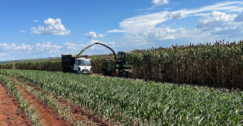 Híbrido gigante de sorgo atinge produtividade recorde e desafia milho na segunda safra
