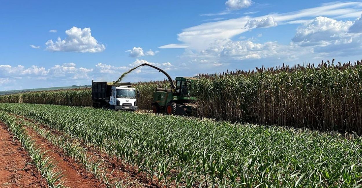Híbrido gigante de sorgo atinge produtividade recorde e desafia milho na segunda safra