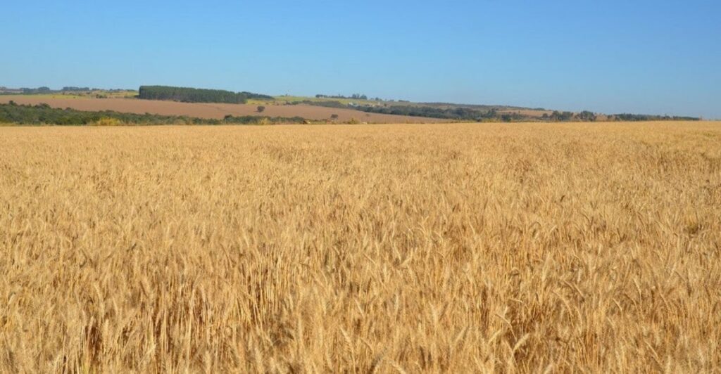 Vai plantar trigo safrinha no Brasil Central? Fique atento às recomendações da pesquisa