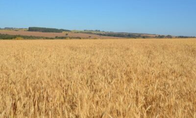 Vai plantar trigo safrinha no Brasil Central? Fique atento às recomendações da pesquisa