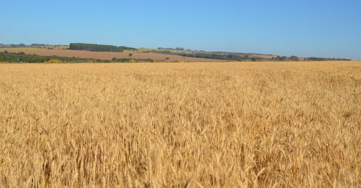 Vai plantar trigo safrinha no Brasil Central? Fique atento às recomendações da pesquisa