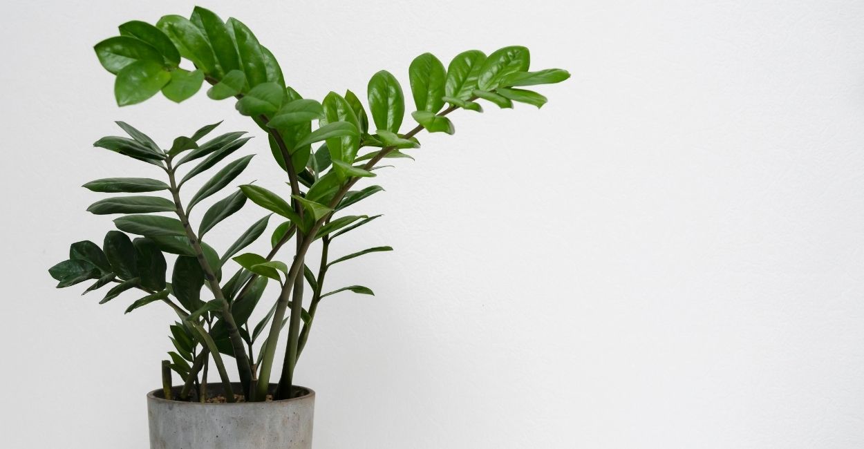 A planta Zamioculca virou febre na decoração — mas o segredo do sucesso não é só a resistência