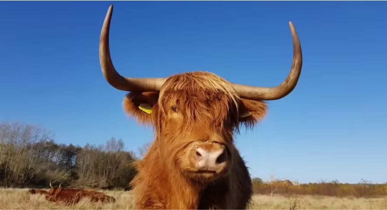 Pastoreio natural vira atração turística e Kent Wildlife Trust remove vacas de reserva após viralizarem nas redes
