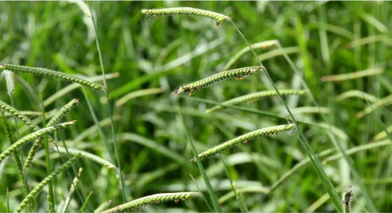 Foto: Embrapa/ Allan Kardec Ramos