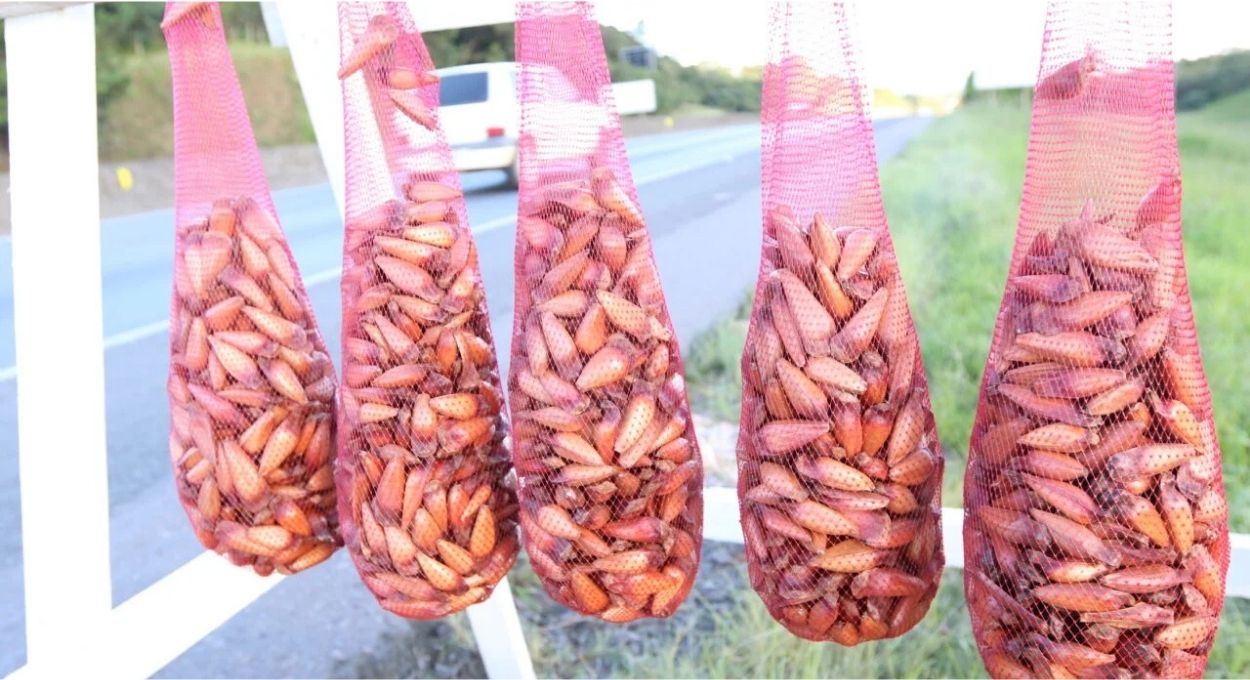 Foto: Franklin de Freitas