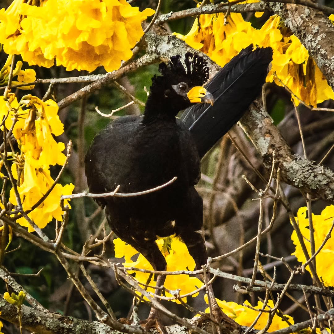 Castanha-do-pará em risco: o que acontece com a floresta quando o mutum-de-penacho desaparece