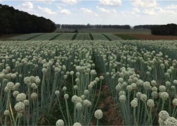 Por Renata Rosa, jornalista bolsista da Epagri/Fapesc