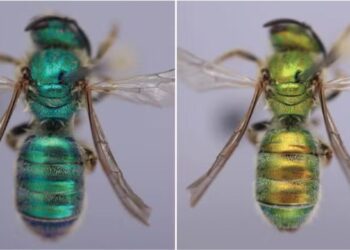 A cor dessas abelhas muda com o tempo — e a ciência acaba de explicar por quê