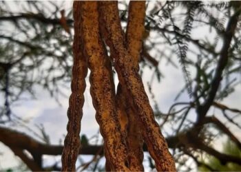 Algarrobo no Pampa: a leguminosa esquecida que nutre rebanhos e recupera pastagens degradadas no Sul