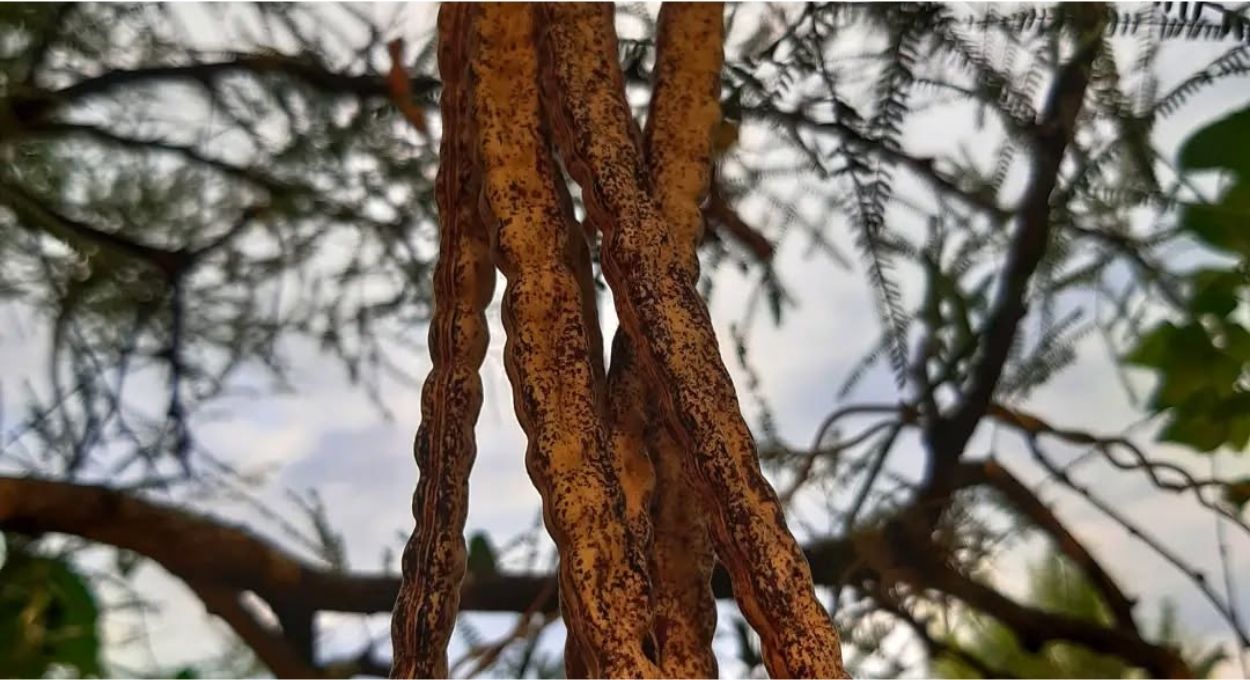 Algarrobo no Pampa: a leguminosa esquecida que nutre rebanhos e recupera pastagens degradadas no Sul