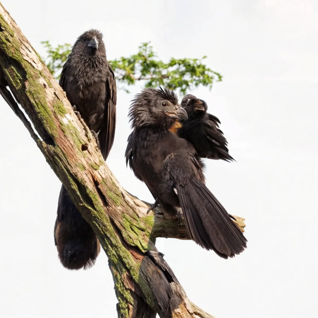 O pássaro todo preto que caça gafanhotos em bando e nunca cobra nada pelo serviço