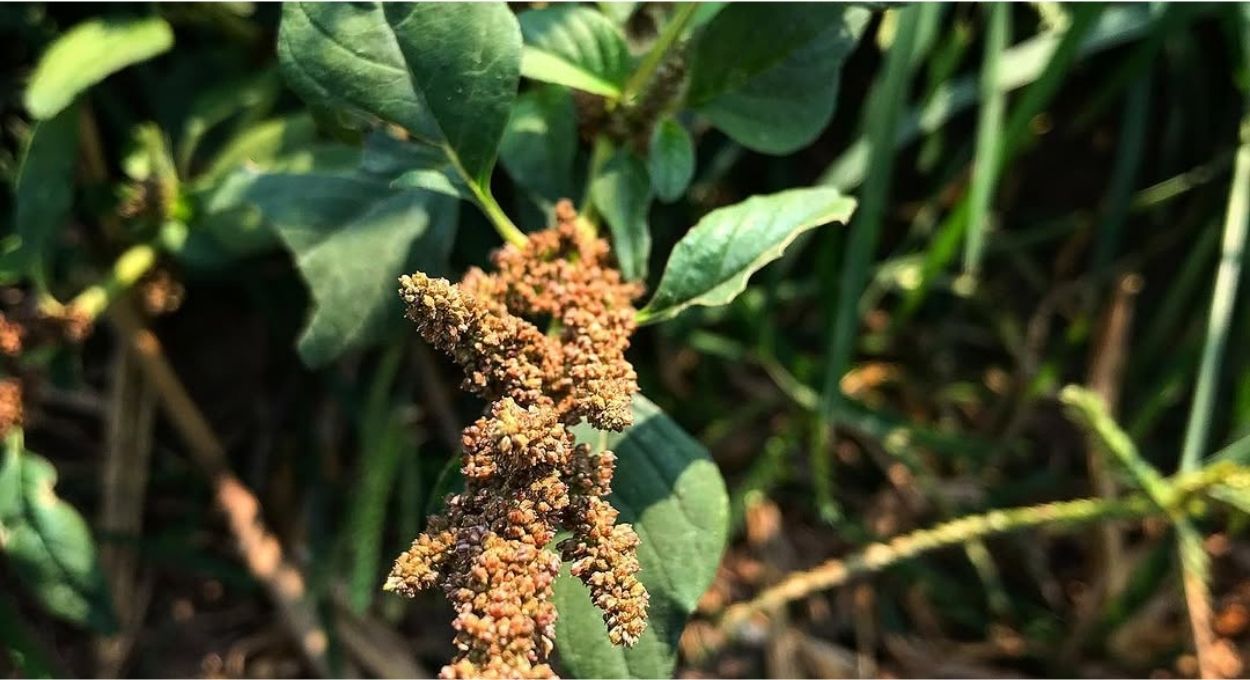 Caruru: a PANC que cresce 3 cm por dia e combate a anemia
