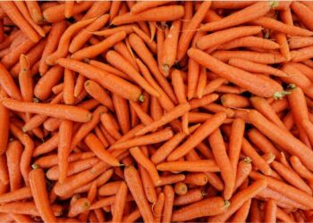 Cenoura em alta: chuvas no Sul e área reduzida pressionam oferta e sustentam preços