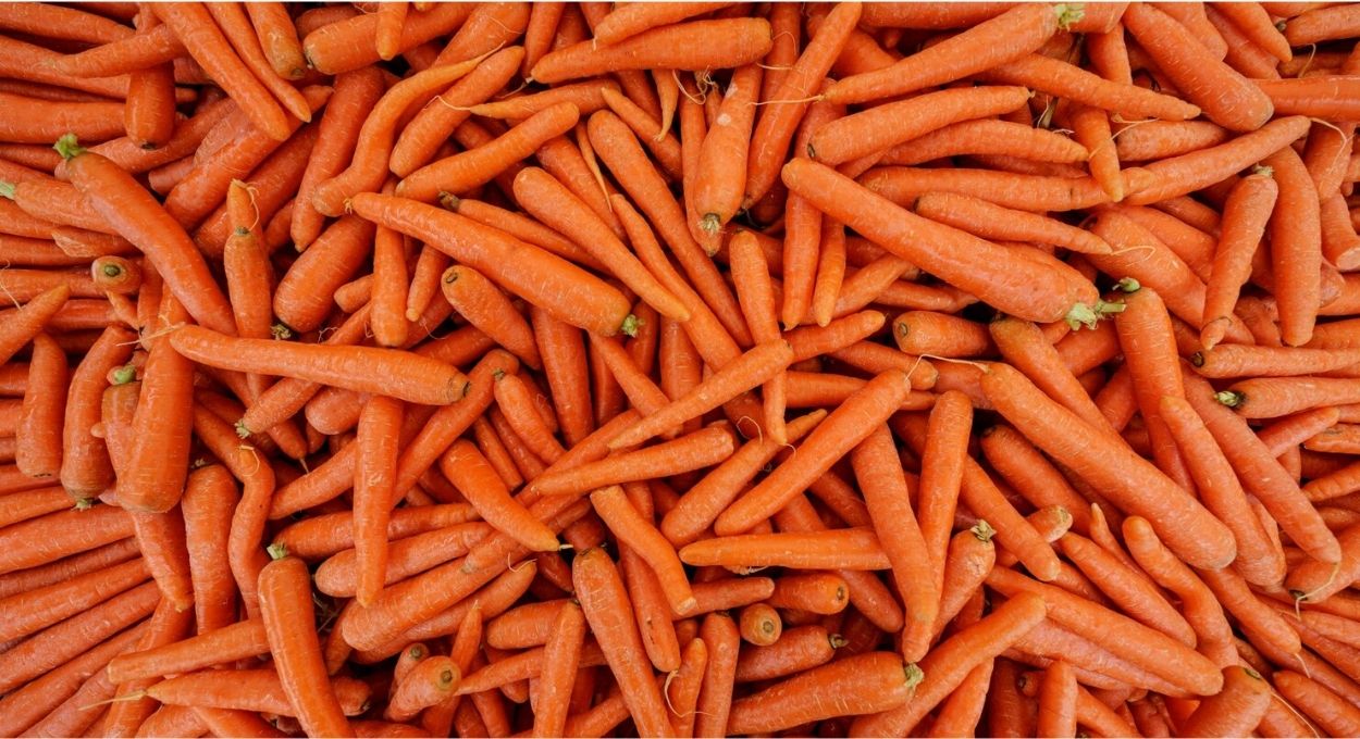 Cenoura em alta: chuvas no Sul e área reduzida pressionam oferta e sustentam preços